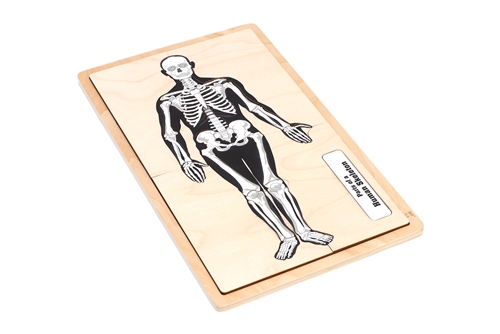 Montessori Materials: Parts of a Human Skeleton Puzzle Questions & Answers