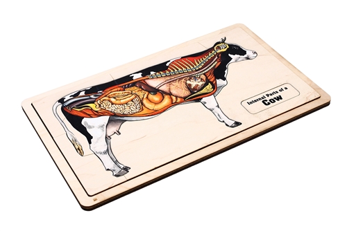 The internal part of a cattle.Describe the functions of the following organs, esophagus,rumen reticulum abomasum, o
