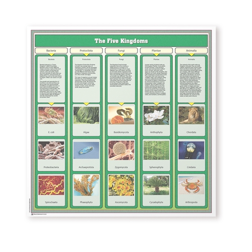 Montessori Materials: The Five Kingdoms Chart with Cards Questions & Answers