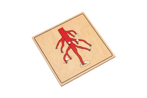 Montessori Materials Parts of a Root Puzzle (Premium Quality) Questions & Answers