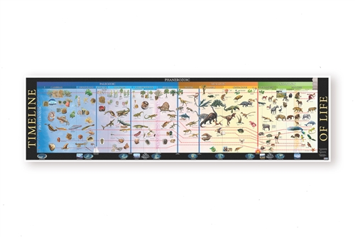 Montessori Materials: Timeline of Life Complete Set Questions & Answers
