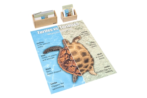 Will the Turtles vs Tortoises chart with cards arrive before May 22, 2025