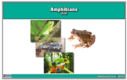 Montessori Materials: Amphibian Nomenclature Cards (Printed) Questions & Answers