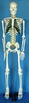 Montessori Materials: Human Skeleton Model (85 cm) Questions & Answers