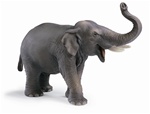 Montessori materials Male Asian Elephant, Indian Elephant Male Questions & Answers