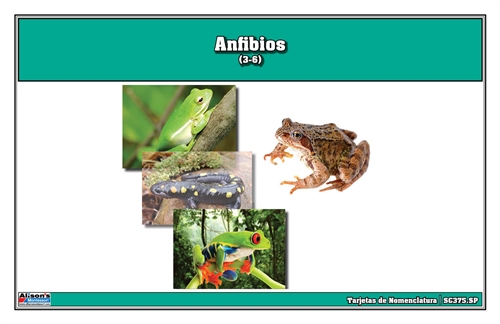 Montessori Materials: Amphibian Nomenclature Cards (Spanish) Questions & Answers