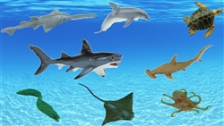 Montessori Materials: Ocean Animals Questions & Answers