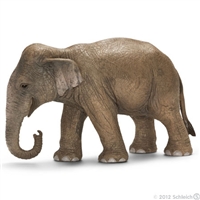 Montessori materials Asian Elephant Female Questions & Answers