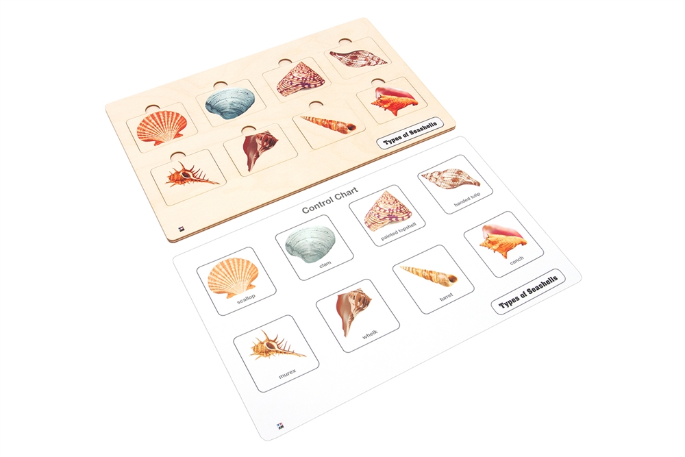 Montessori Materials: Types of Seashells Puzzle Questions & Answers